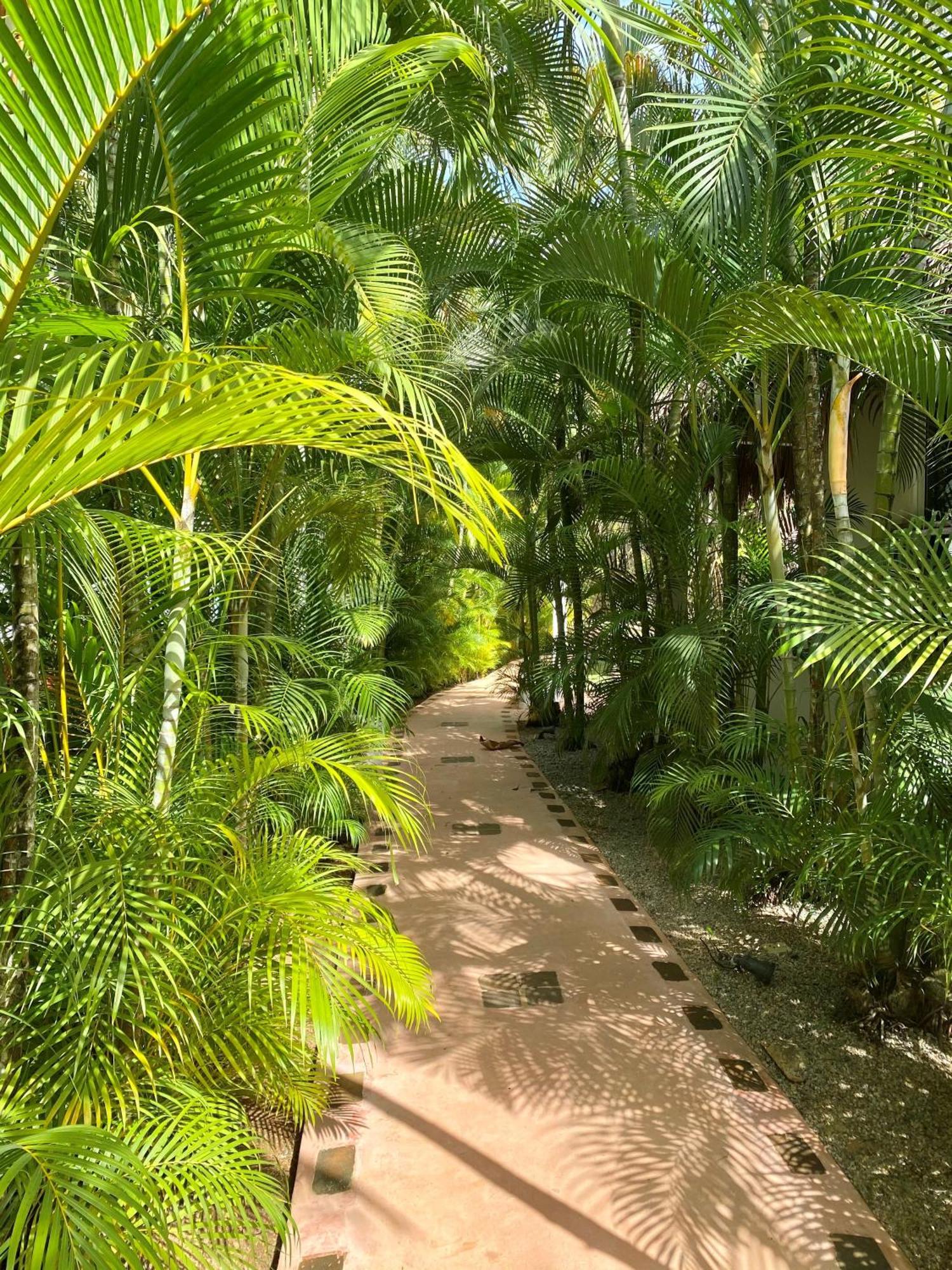 Chalet Tropical Au Coeur De ลาสแตร์เรนาส ภายนอก รูปภาพ
